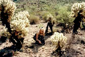 "Masožravé kaktusy"-Tucson,Arizona