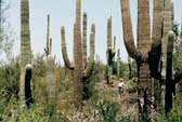 Kaktusy,kaktusy,kaktusy...-národní park Saguro,Arizona