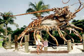 "Mořská potvora"-Key West,Florida