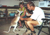 SHARK BAY - VCHOVA KLOKANCH MLAT - ( WA )