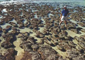 SHARK BAY - STROMATOLITY ( nejstar forma ivota na Zemi) - ( WA )