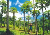 Plantáž papájí na ostrověMoorea